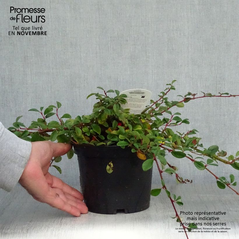Exemplar von Cotoneaster dammeri - Teppich-Zwergmispel Topf mit 2L/3L wie im Herbst geliefert