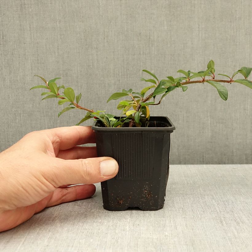 Exemplar von Cotoneaster dammeri - Teppich-Zwergmispel Kleine Töpfe von 8/9 cm wie im Herbst geliefert