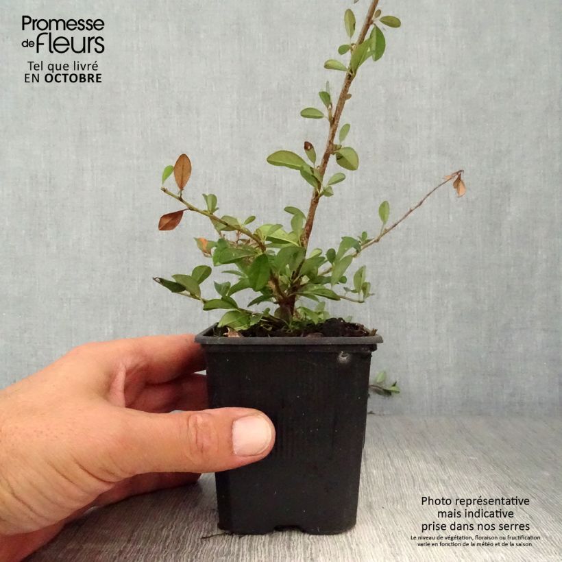 Exemplar von Cotoneaster dammeri Eichholz - Teppich-Zwergmispel Kleine Töpfe von 8/9 cm wie im Herbst geliefert