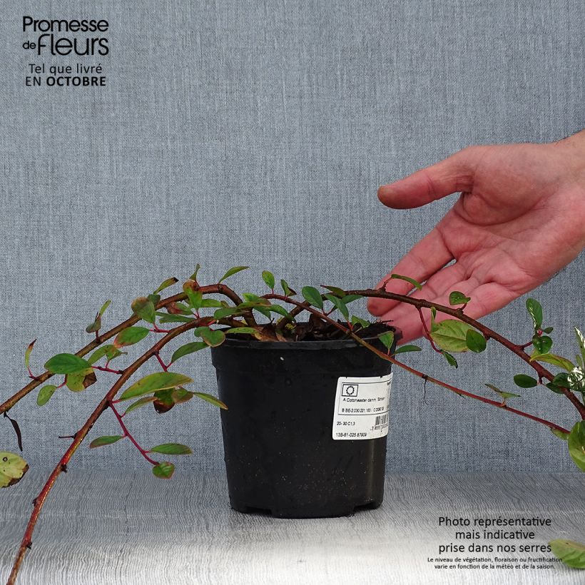 Exemplar von Cotoneaster dammeri Schoon - Teppich-Zwergmispel Topf mit 1L/1,5L wie im Herbst geliefert