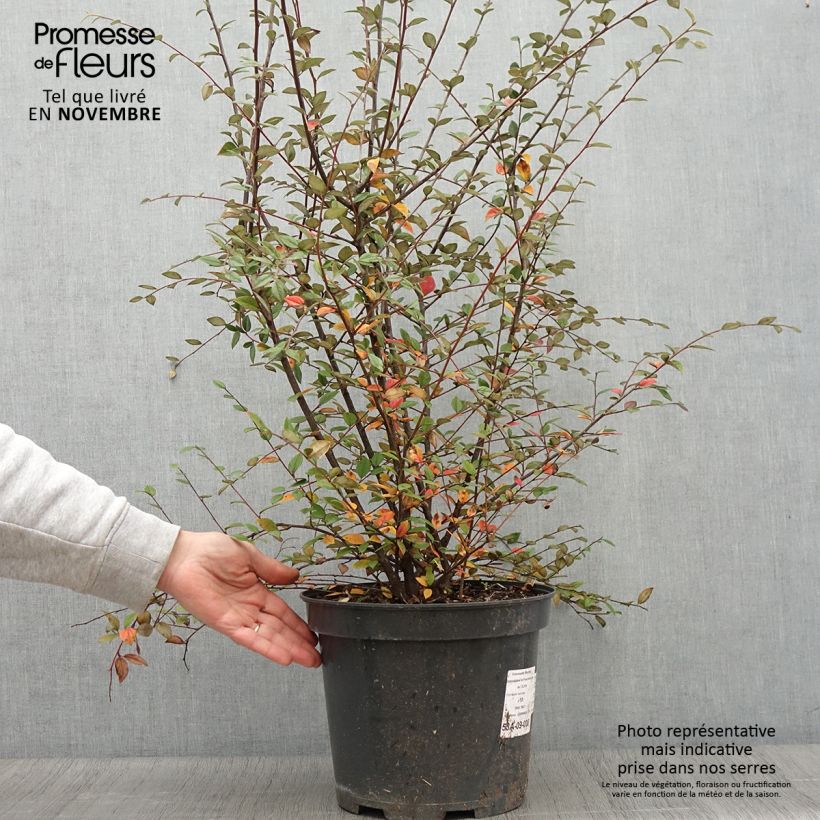 Exemplar von Cotoneaster franchetii - Zwergmispel Topf mit 7,5L/10L wie im Herbst geliefert