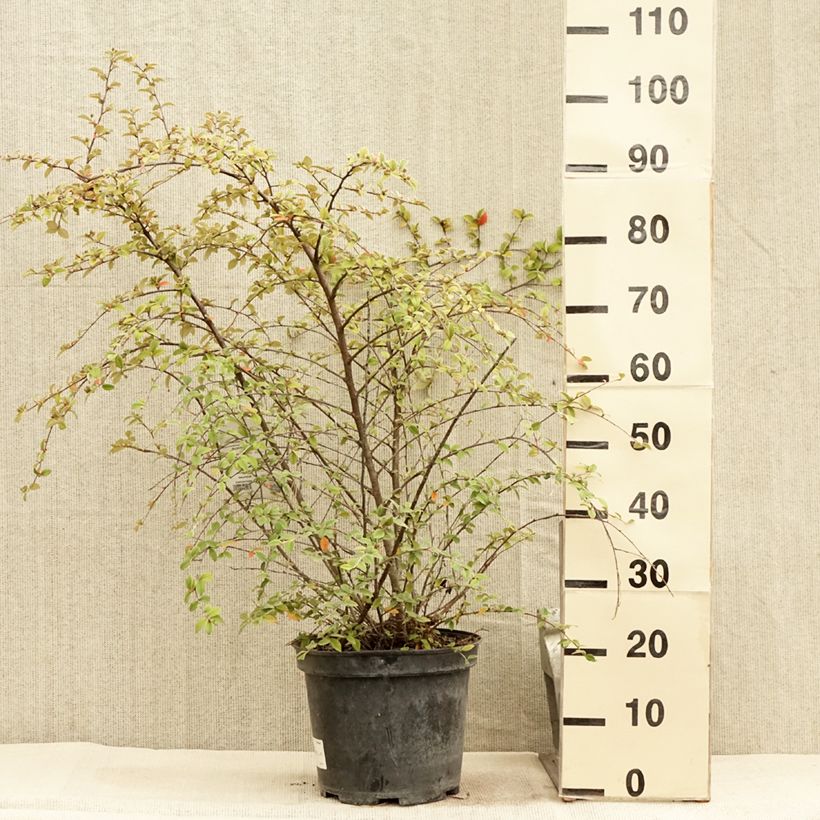 Exemplar von Cotoneaster franchetii - Zwergmispel Topf mit 7,5L/10L wie im Sommer geliefert