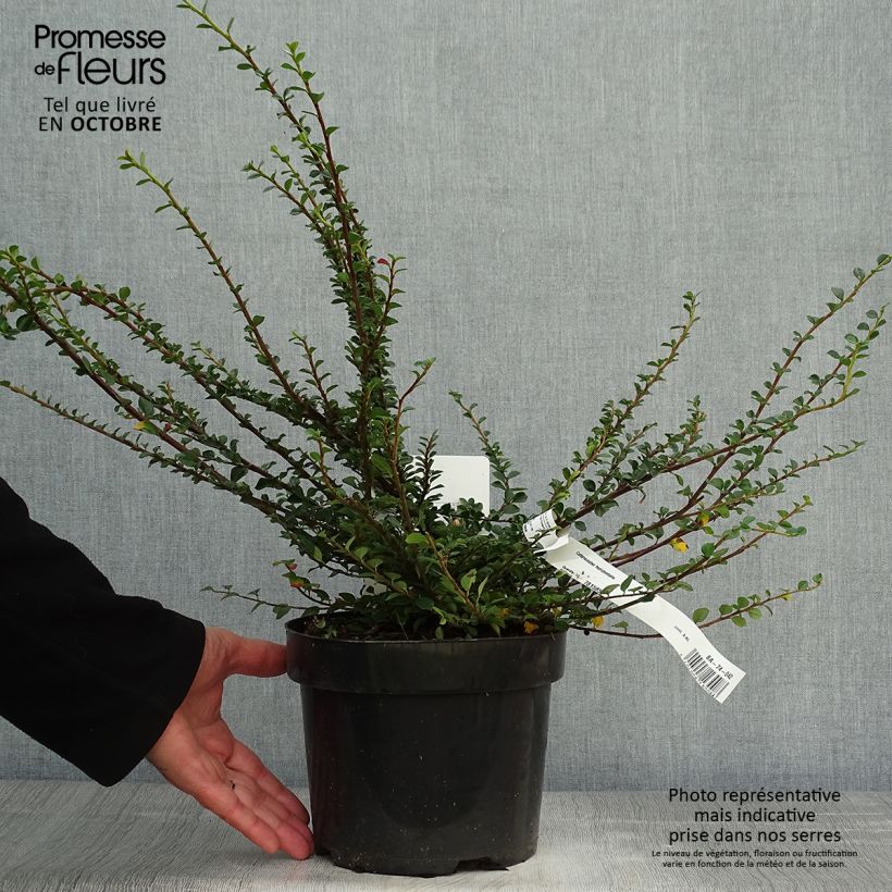 Exemplar von Cotoneaster horizontalis - Zwergmispel Topf mit 2L/3L wie im Herbst geliefert