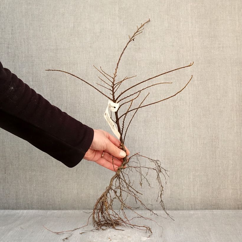 Exemplar von Cotoneaster horizontalis - Zwergmispel Wurzelnackt wie im Winter geliefert