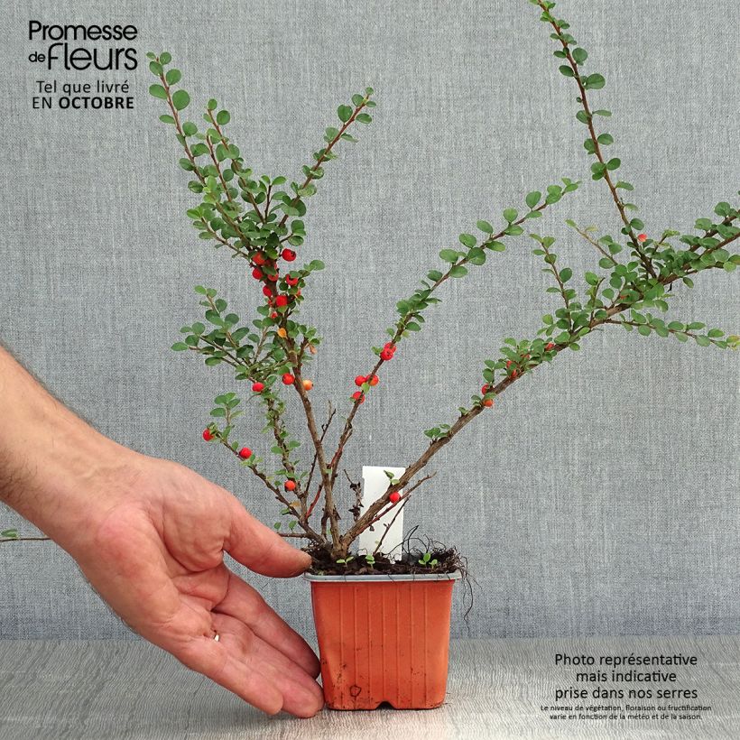 Exemplar von Cotoneaster horizontalis - Zwergmispel Kleine Töpfe von 8/9 cm wie im Herbst geliefert