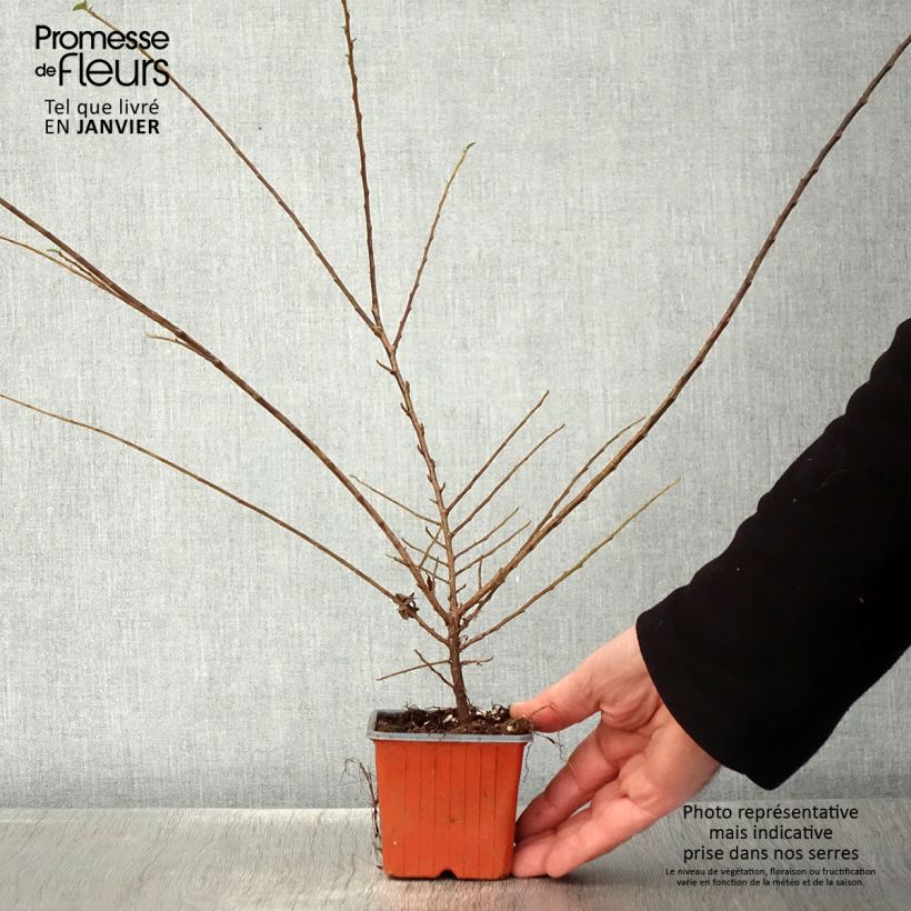 Exemplar von Cotoneaster horizontalis - Zwergmispel Kleine Töpfe von 8/9 cm wie im Winter geliefert