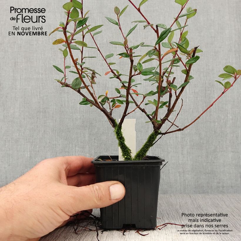 Exemplar von Cotoneaster lacteus - Zwergmispel Kleine Töpfe von 8/9 cm wie im Herbst geliefert