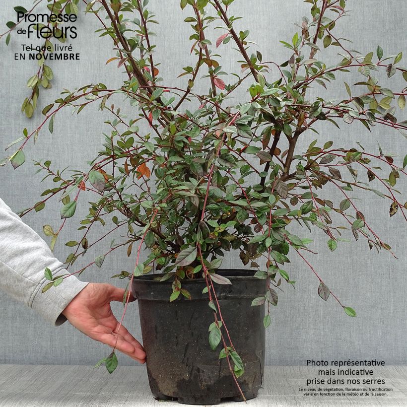 Exemplar von Cotoneaster lacteus - Zwergmispel Topf mit 7,5L/10L wie im Herbst geliefert