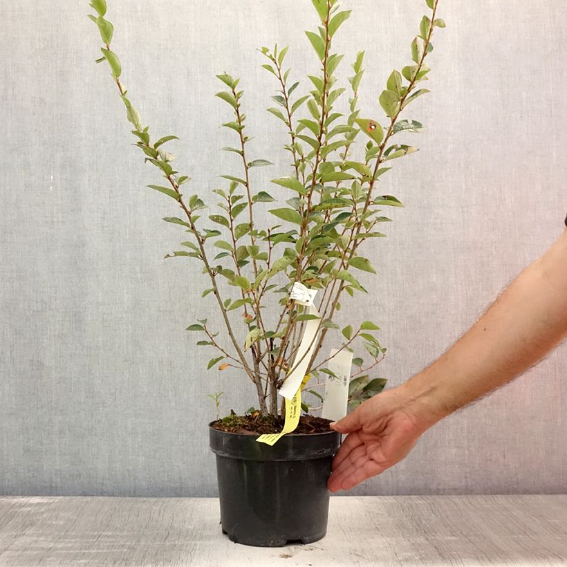 Exemplar von Cotoneaster lucidus - Zwergmispel Topf mit 2L/3L wie im Sommer geliefert
