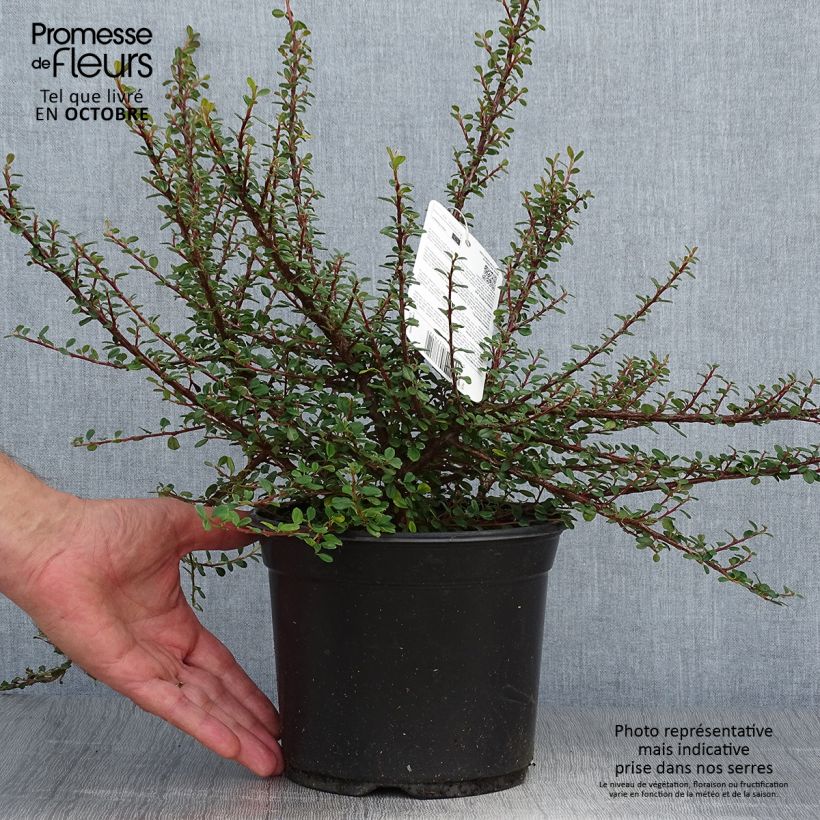 Exemplar von Cotoneaster microphyllus - Zwergmispel Topf mit 2L/3L wie im Herbst geliefert