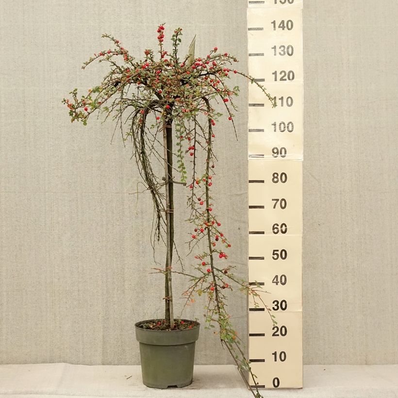Exemplar von Cotoneaster praecox Boer - Zwergmispel Topf mit 7,5L/10L wie im Herbst geliefert