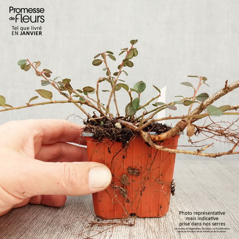 Exemplar von Cotoneaster procumbens Queen of Carpets - Teppich-Zwergmispel Kleine Töpfe von 8/9 cm wie im Winter geliefert