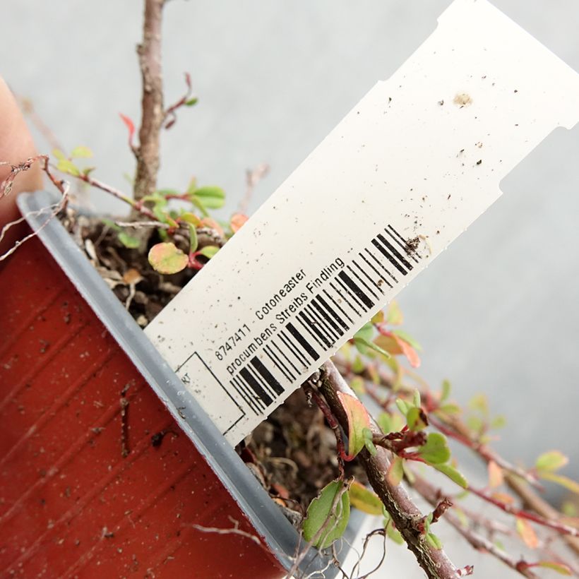 Exemplar von Cotoneaster procumbens Streibs Findling - Teppich-Zwergmispel Kleine Töpfe von 8/9 cm wie im Sommer geliefert