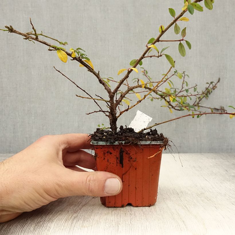 Exemplar von Cotoneaster suecicus Skogholm - Zwergmispel Kleine Töpfe von 8/9 cm wie im Herbst geliefert