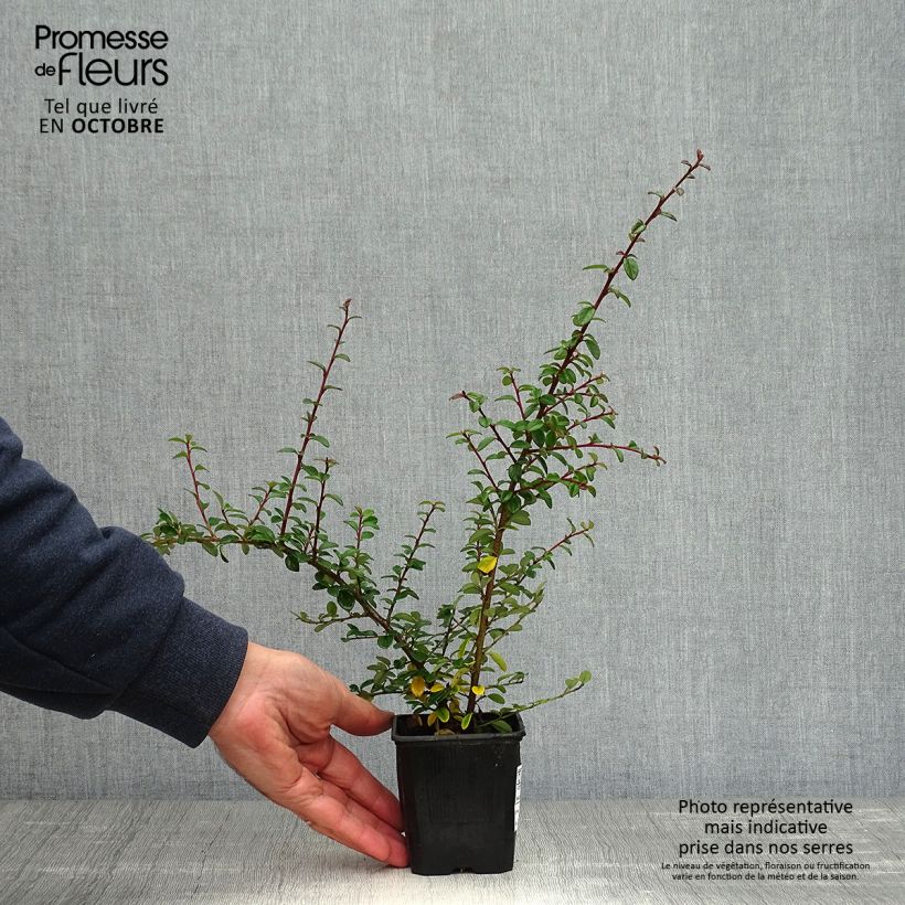 Exemplar von Cotoneaster suecicus Coral Beauty - Zwergmispel Kleine Töpfe von 8/9 cm wie im Herbst geliefert