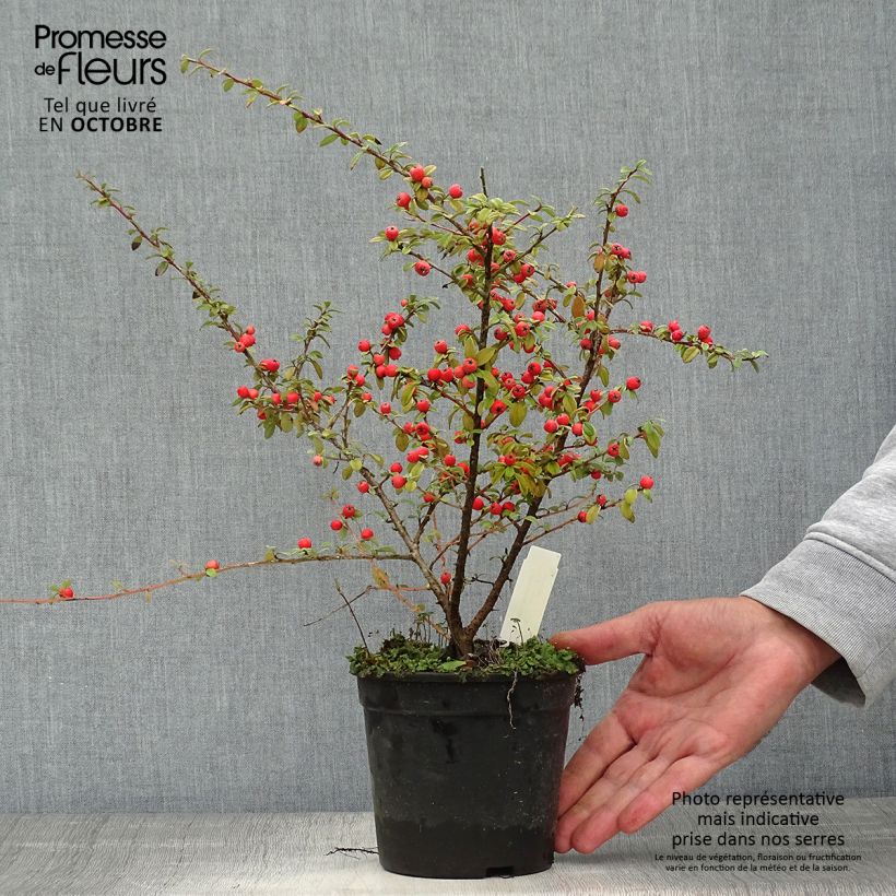 Exemplar von Cotoneaster suecicus Coral Beauty - Zwergmispel Topf mit 1L/1,5L wie im Herbst geliefert
