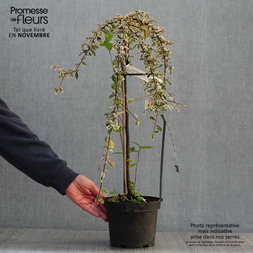 Exemplar von Cotoneaster suecicus Juliette - Zwergmispel Topf mit 4L/5L wie im Herbst geliefert