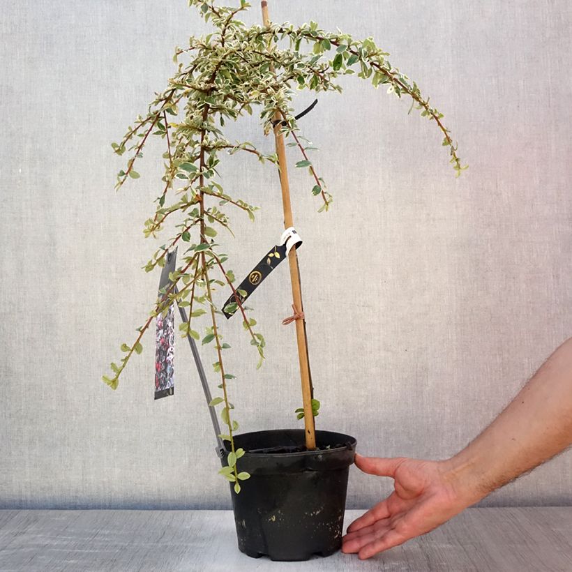Exemplar von Cotoneaster suecicus Juliette - Zwergmispel Topf mit 4L/5L, Stamm wie im Sommer geliefert