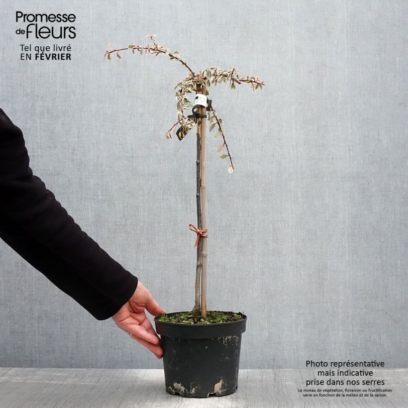 Exemplar von Cotoneaster suecicus Juliette - Zwergmispel Topf mit 4L/5L wie im Winter geliefert