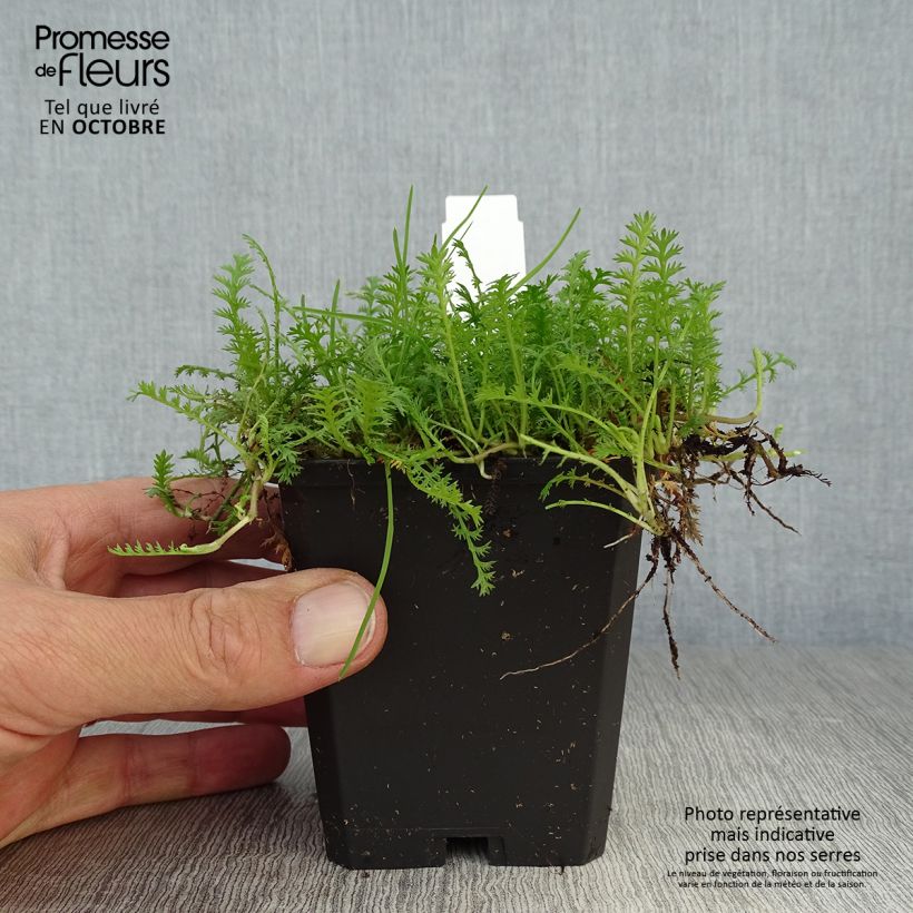 Exemplar von Leptinella squalida - Fiederpolster Kleine Töpfe von 8/9 cm wie im Herbst geliefert