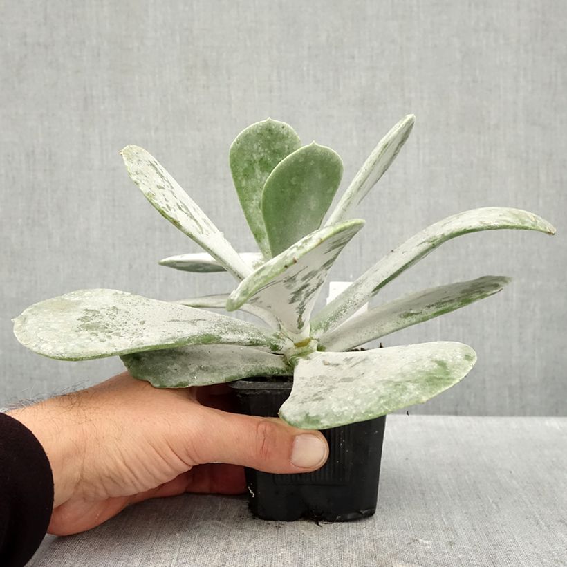 Exemplar von Cotyledon orbiculata Silver Dollar - Cotyledon Kleine Töpfe von 8/9 cm wie im Herbst geliefert