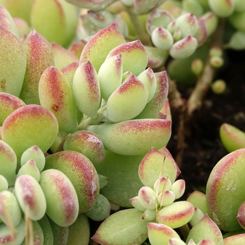 Cotyledon pendens (Laub)
