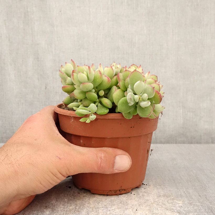 Exemplar von Cotyledon pendens Topf mit 1L/1,5L wie im Frühjahr geliefert