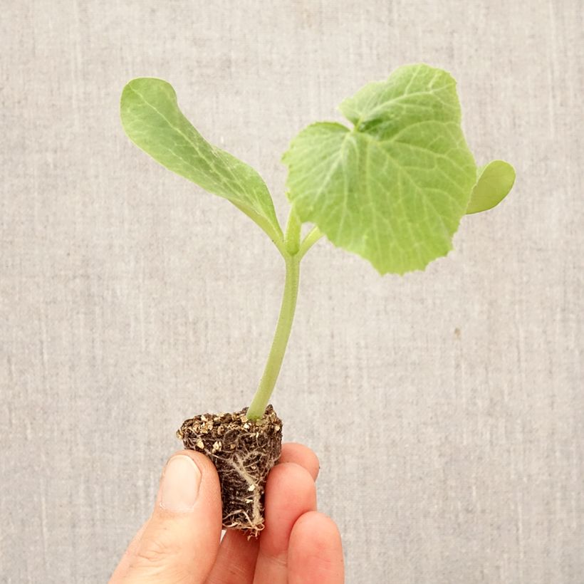 Exemplar von Garten-Kürbis Sure Thing F1 (Pflanzen) Mini-Plug Ø 3/4 cm wie im Frühjahr geliefert