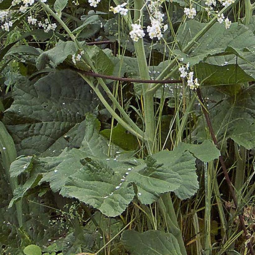 Crambe cordifolia - Riesenschleierkraut (Laub)