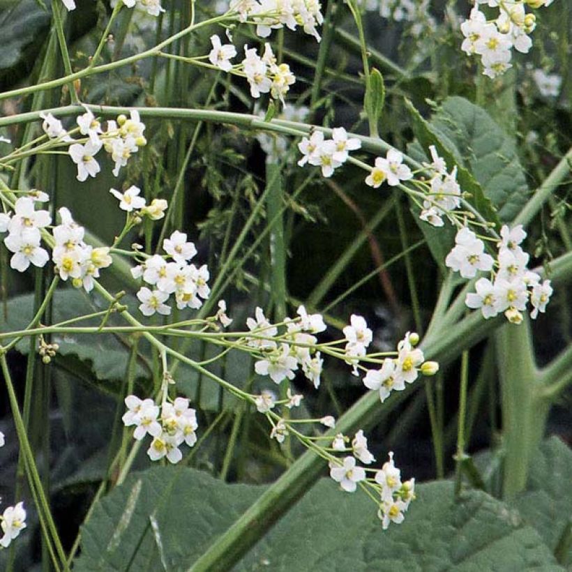 Crambe cordifolia - Riesenschleierkraut (Blüte)