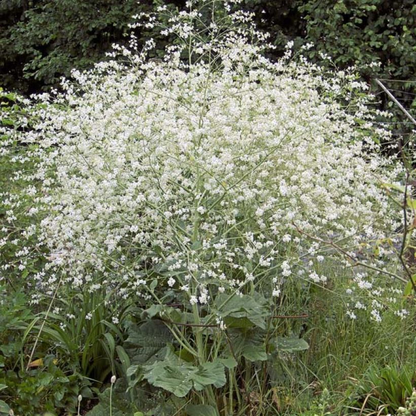 Crambe cordifolia - Riesenschleierkraut (Hafen)