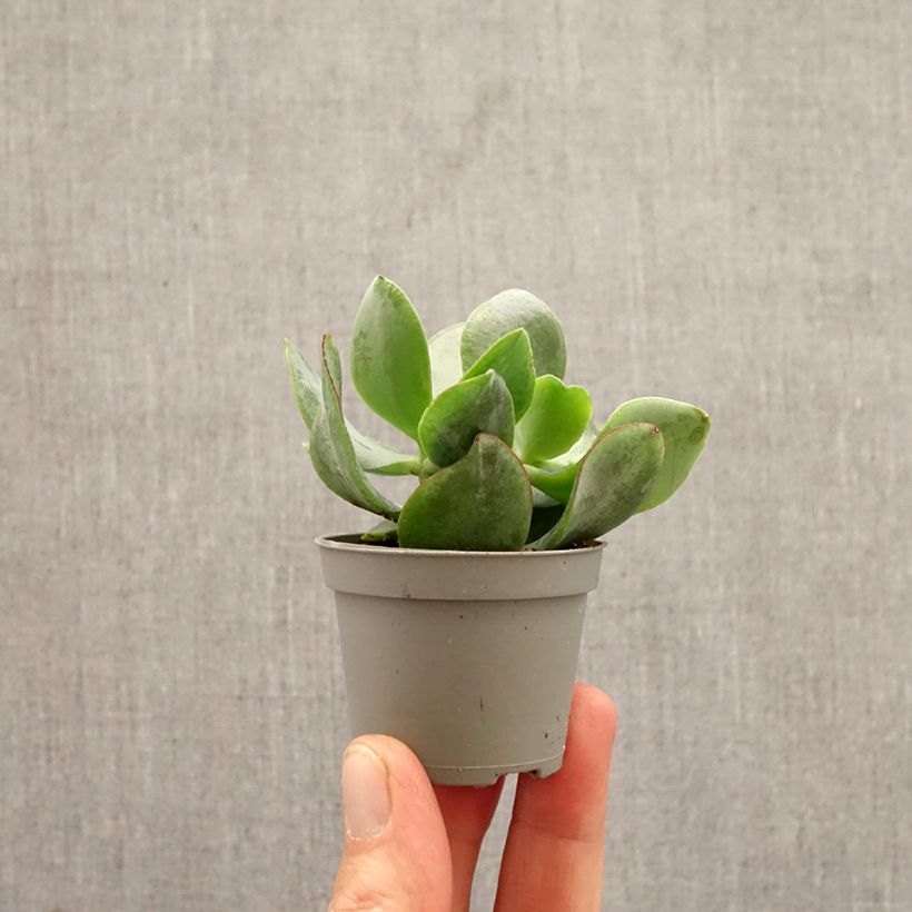 Exemplar von Crassula arborescens Curly Grey - Dickblatt Mini-Pflanze wie im Frühjahr geliefert