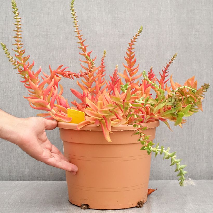 Exemplar von Crassula capitella - Dickblatt Topf mit 7,5L/10L wie im Sommer geliefert