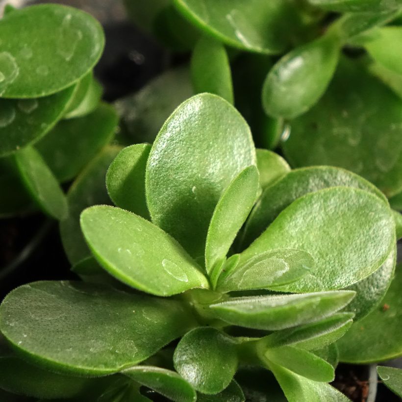 Crassula Money Maker - Geldbaum (Laub)