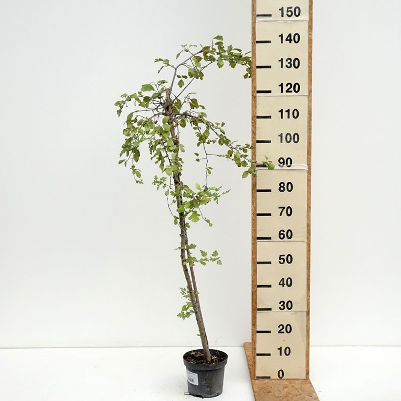 Exemplar von Crataegomespilus dardarii Jules d'Asnière - Weißdornmispel Topf mit 3L/4L wie im Sommer geliefert