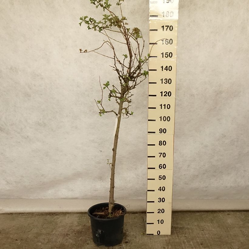 Exemplar von Azaroldorn - Crataegus azarolus Topf mit 12L/15L wie im Sommer geliefert