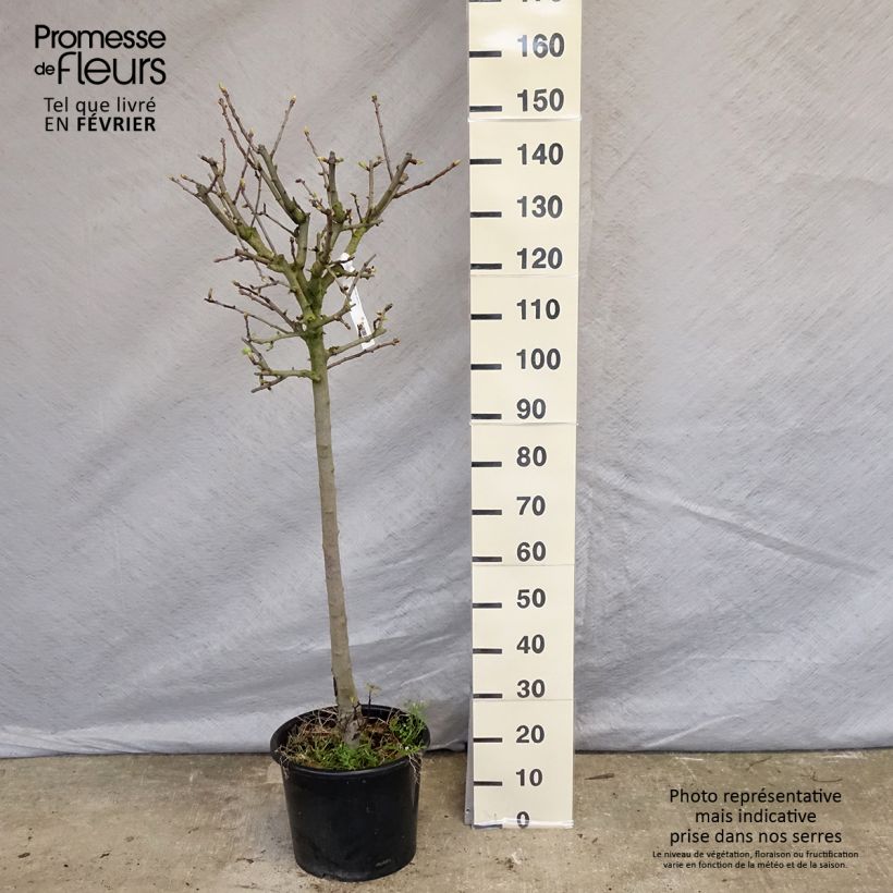 Exemplar von Azaroldorn - Crataegus azarolus Topf mit 12L/15L wie im Winter geliefert