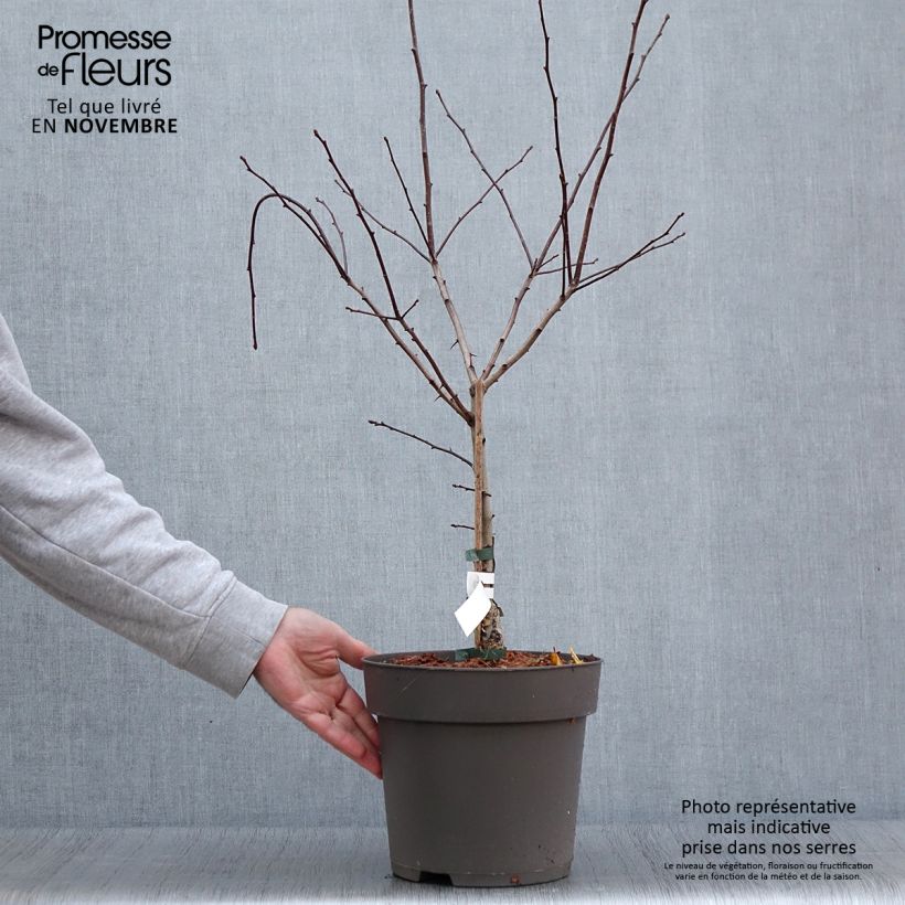 Exemplar von Hahnensporn-Weißdorn - Crataegus crus-galli Topf mit 6L/7L wie im Herbst geliefert