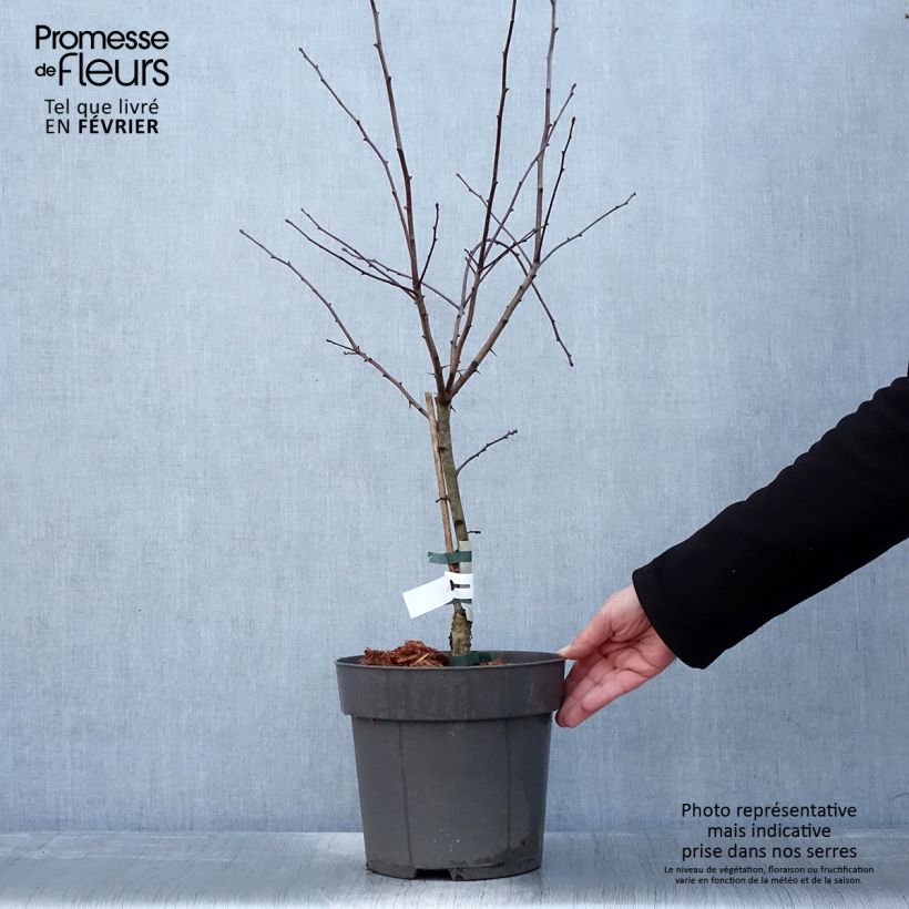 Exemplar von Hahnensporn-Weißdorn - Crataegus crus-galli Topf mit 6L/7L wie im Winter geliefert