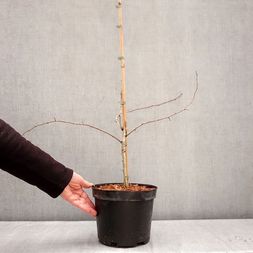Exemplar von Crataegus laevigata Masekii - Zweigriffliger Weißdorn Topf mit 4L/5L, Strauch wie im Winter geliefert