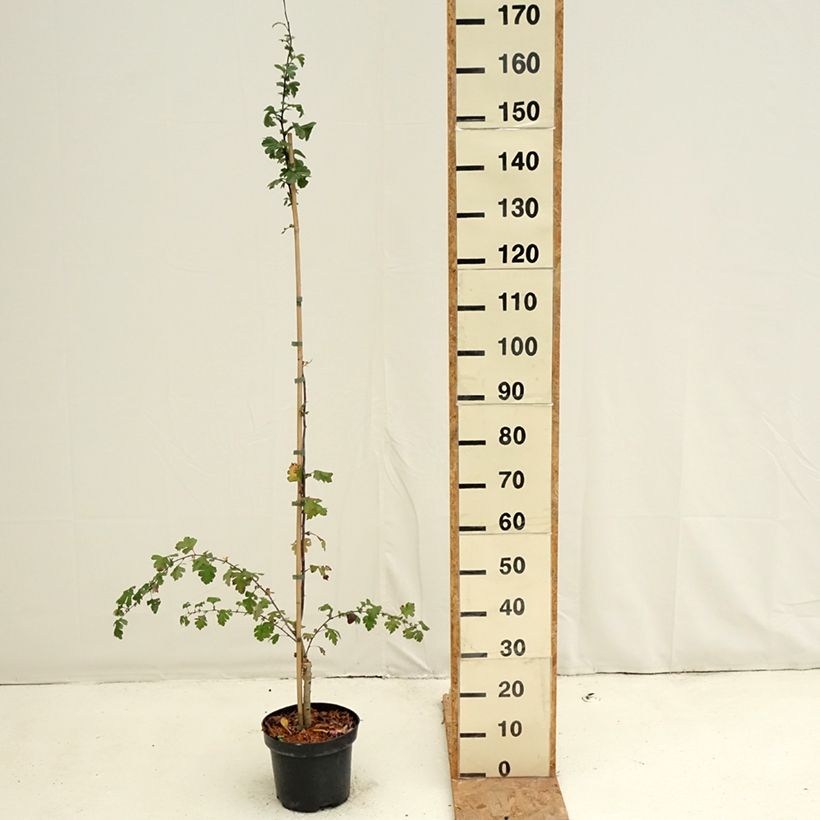 Exemplar von Crataegus laevigata Princesse Sturdza - Aubépine lisse Pot de 4L/5L wie im Herbst geliefert