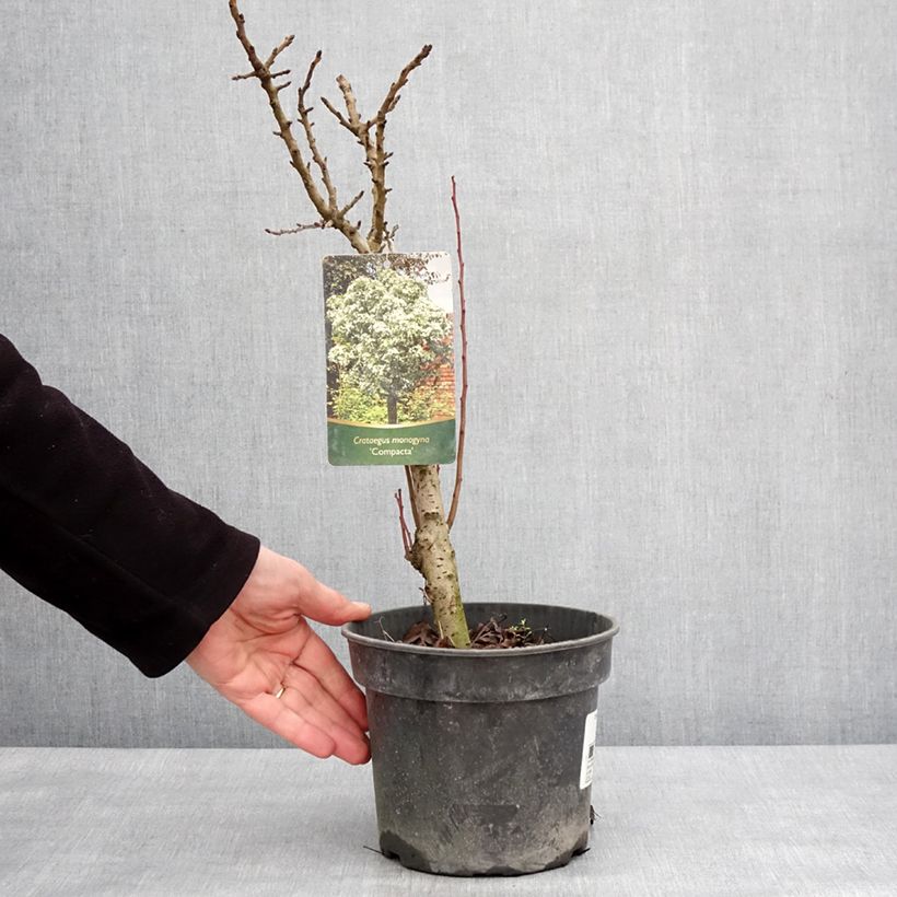 Exemplar von Crataegus monogyna Compacta - Eingriffliger Weißdorn Topf mit 3L/4L wie im Winter geliefert