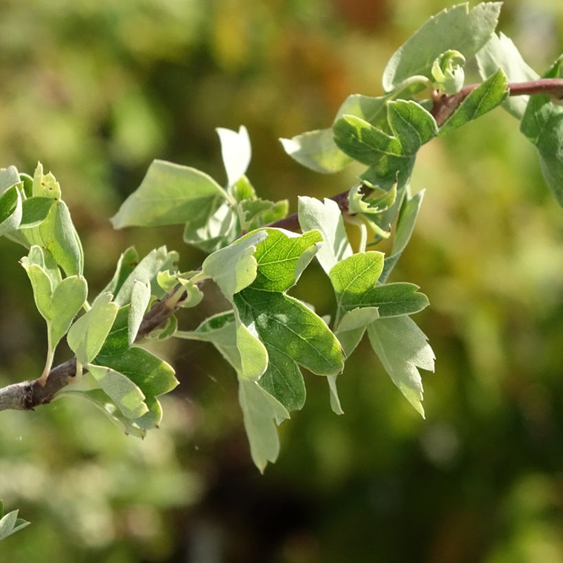 Crataegus monogyna Flexuosa - Eingriffliger Weißdorn (Laub)