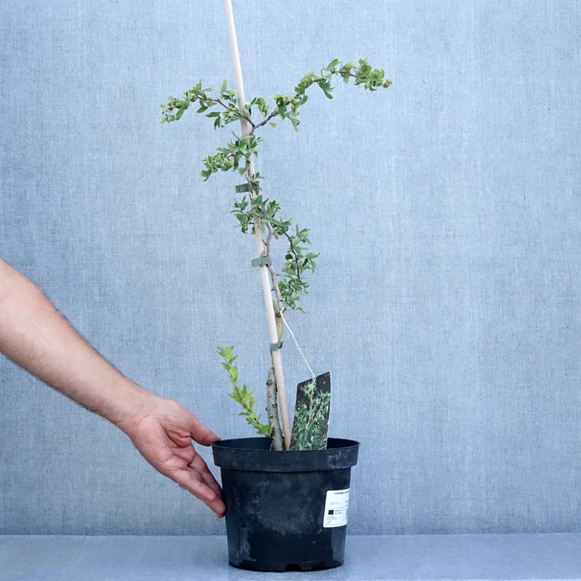 Exemplar von Crataegus monogyna Flexuosa - Eingriffliger Weißdorn Topf mit 3L/4L wie im Sommer geliefert