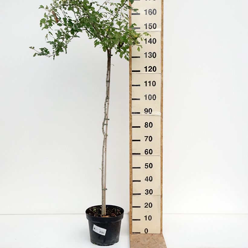 Exemplar von Crataegus monogyna Gireoudii - Eingriffliger Weißdorn Becher 7,5L / 10L wie im Sommer geliefert
