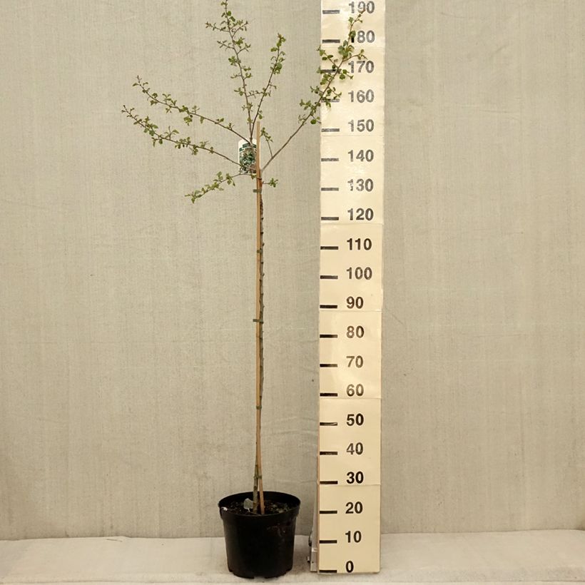 Exemplar von Crataegus monogyna Gireoudii - Eingriffliger Weißdorn Becher 7,5L / 10L wie im Frühjahr geliefert