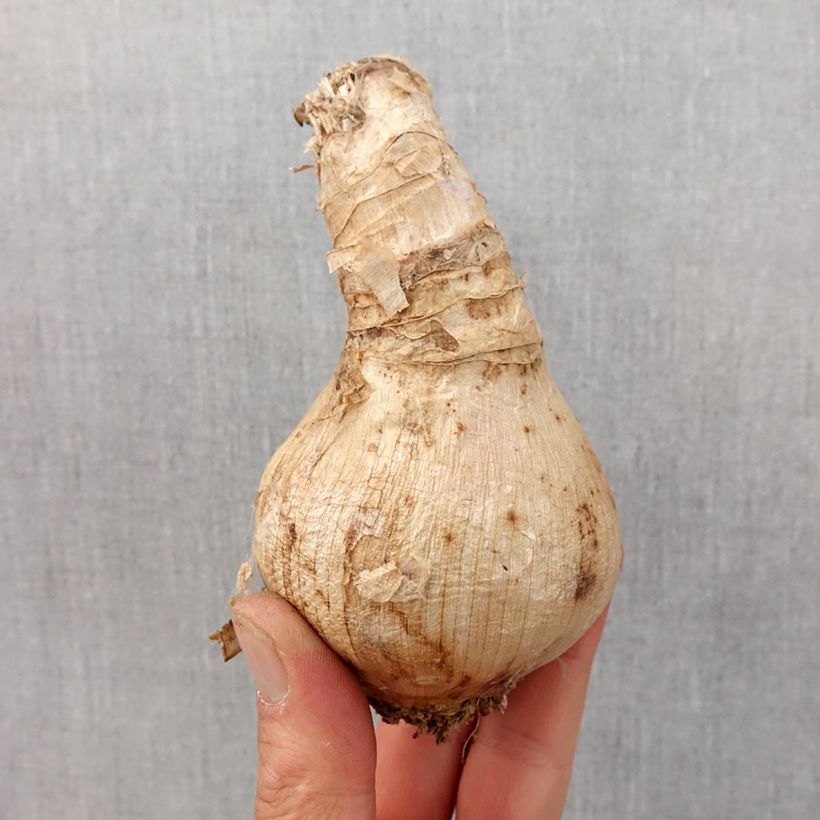 Exemplar von Crinum moorei - Hakenlilie Zwiebel Kaliber/Größe 24+ wie im Frühjahr geliefert