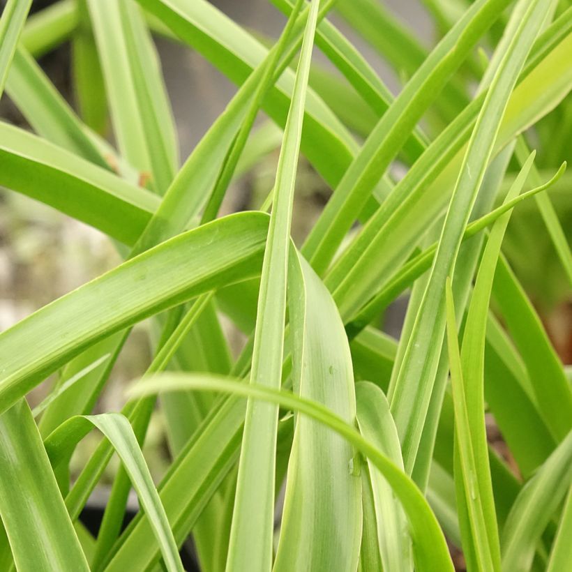 Crinum powellii Rosea - Hakenlilie (Laub)