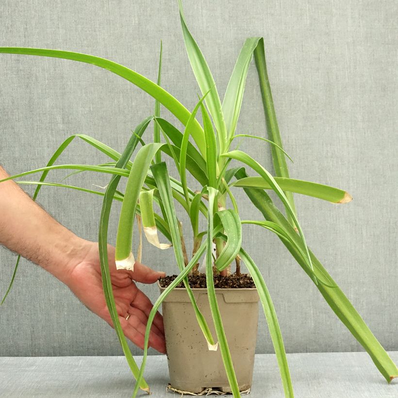 Exemplar von Crinum powellii Rosea - Hakenlilie Topf mit 2L/3L Kaliber/Größe 24+ wie im Sommer geliefert
