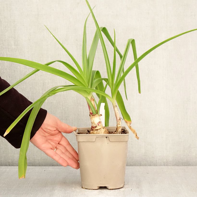 Exemplar von Crinum powellii Rosea - Hakenlilie Topf mit 2L/3L Kaliber/Größe 24+ wie im Frühjahr geliefert